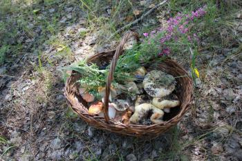 Mushrooms in the wicker basket on the green grass 20272