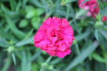 Pink flowers of carnation, or clove pink, Dianthus caryophyllus 20405