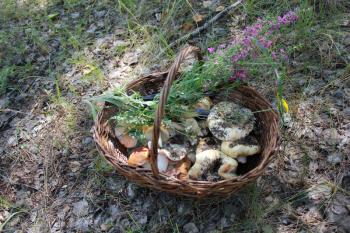 Mushrooms in the wicker basket on the green grass 20273