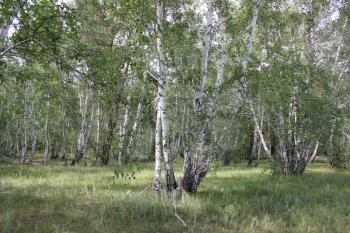 Green birch forest in sunny day 20312
