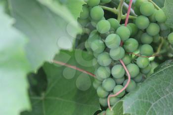 Grapes with green leaves on the vine 8130