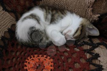 Sleeping cute domestic kitten at sofa 8232
