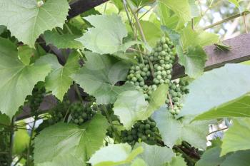 Grapes with green leaves on the vine 8163