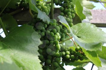 Grapes with green leaves on the vine 8168