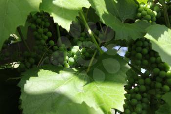 Grapes with green leaves on the vine 8169