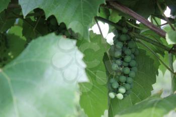 Grapes with green leaves on the vine 8175