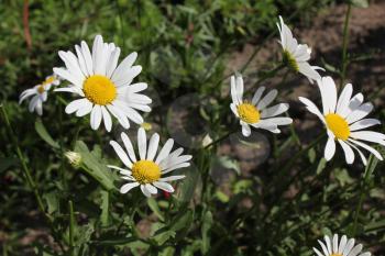 Background of white flowers chamomile in garden 8179