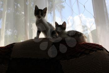Two kittens sitting on the back of the sofa 8293