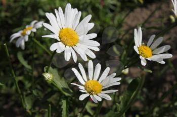 Background of white flowers chamomile in garden 8181