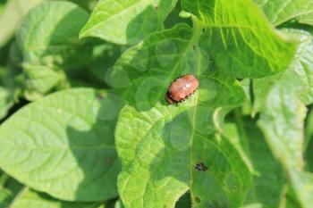Colorado potato beetle on green leaves, macro 8194