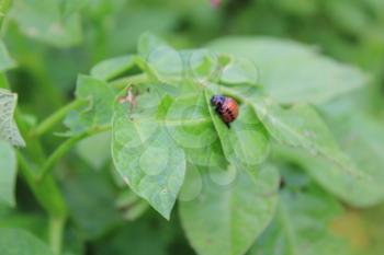 Colorado potato beetle on green leaves, macro 8202