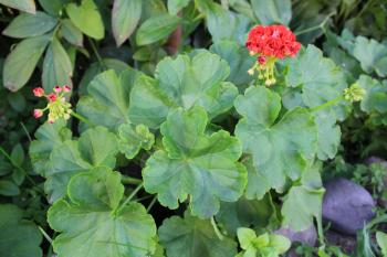 Red bicolor geraniums in the garden 8389