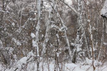 Winter landscape in the white birches forest 30020