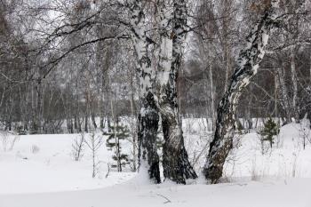 Winter landscape in the white birches forest 30003