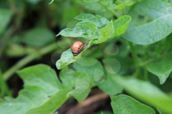 Colorado potato beetle on green leaves, macro 8205