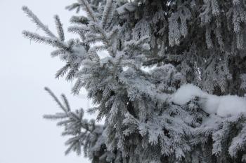 The branches of a Christmas tree in the snow 30192