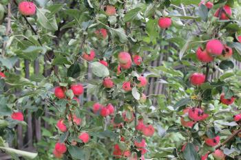 Red ripe apples on a branch 20515