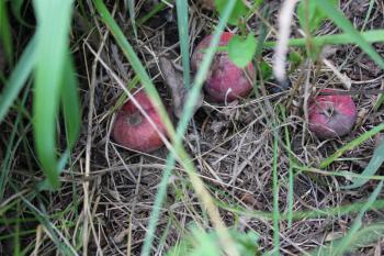Three rotten apples laying on the ground 20504