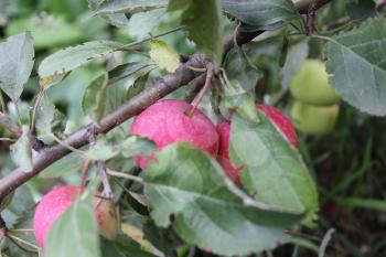 Red ripe apples on a branch 20505