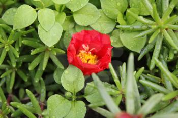 Red portulaca flowers background in the garden 20530