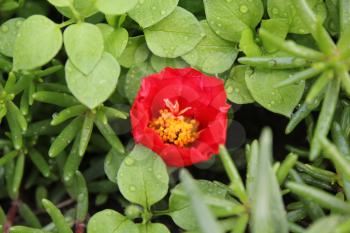 Red portulaca flowers background in the garden 20531