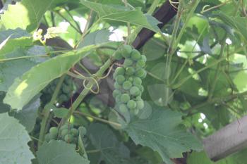 Grapes with green leaves on the vine 20535