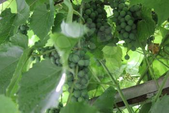 Grapes with green leaves on the vine 20540
