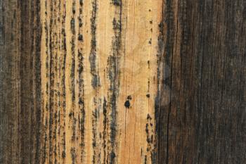 Pattern of the old dry pine boards 20550