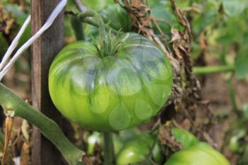 Green tomatoes growing on branches in the garden 20559