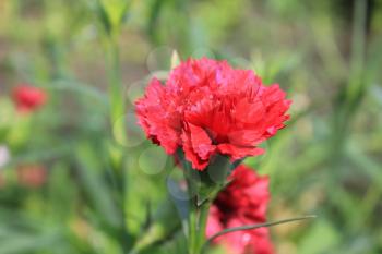 Pink flowers of carnation, or clove pink, Dianthus caryophyllus 20570