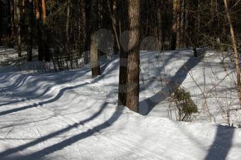 Russian winter. Ski Track in a pine forest 30317