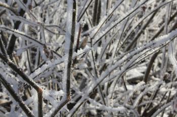 A snow-covered and frozen shrubbery 30405