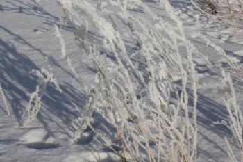 Snow-covered and frozen grass in the field 30382
