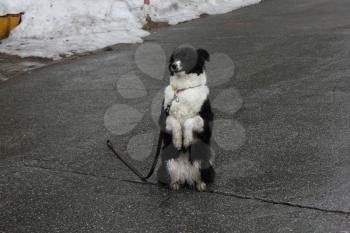 Black and white dog sitting on its hind legs on the asphalt 30348
