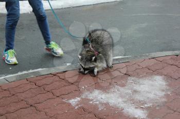 Domestic raccoon for a walk in the winter park 30456