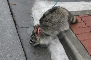 Domestic raccoon for a walk in the winter park 30457