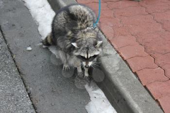 Domestic raccoon for a walk in the winter park 30460