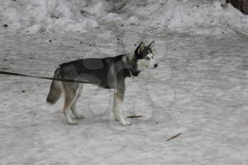 Domestic dog husky walk at the winter park 30471