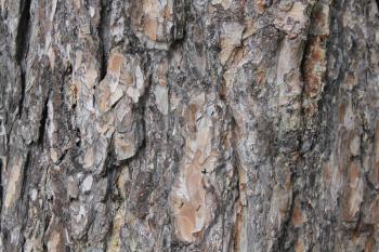 Texture trunk of a pine 30536
