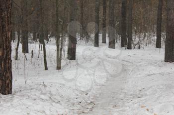 Snow path in a winter forest 30538