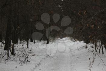 Snow path in a winter forest 30550