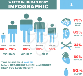 Water in Hyman body Infographic. Vector illustration