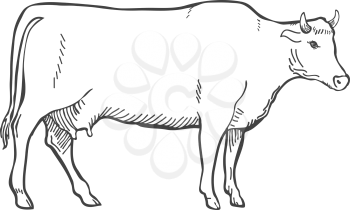 Hand Draw Cow Outline isolated vector illustration