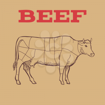Scheme of Beef cuts isolated. Vector illustration