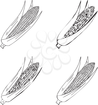 Hand drawn illustration of corn isolated on white vector illustration