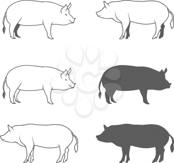 Set of Pig Illustration Isolated on White Background Vector illustration