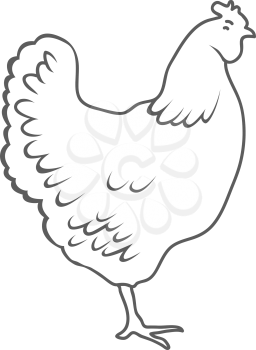 Chicken Isolated on white background Vector Illustration