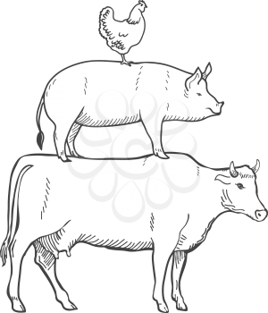 Chicken Pork Cow Farm Animals Vector illustration