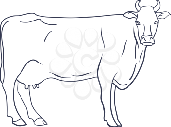 Vector of cow on white background. Animal Farm. Vector illustration.
