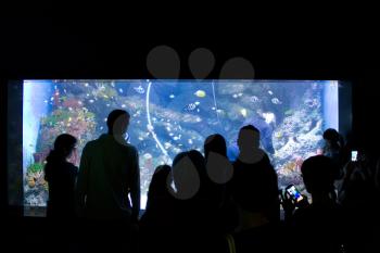 Tourists are looking at the beautiful fish tank at S.E.A. Aquarium, Singapore.